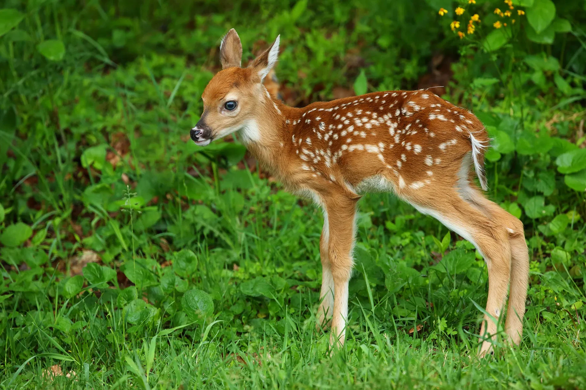 Wildlife removal professional at work